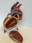 Model of anatomy heart sections - 1 piece missing
