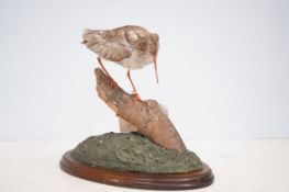 Dusky Redshank taxidermy