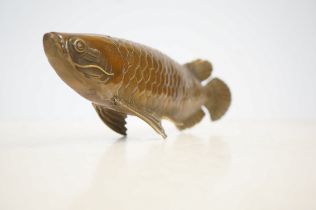 Brass Koi-carp fish