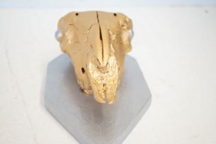 Painted goat skull