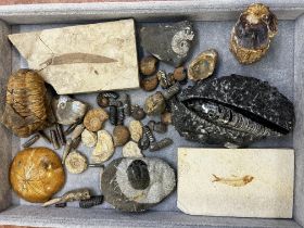 Large collection of fossils