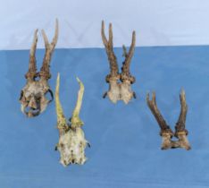 Four deer skulls