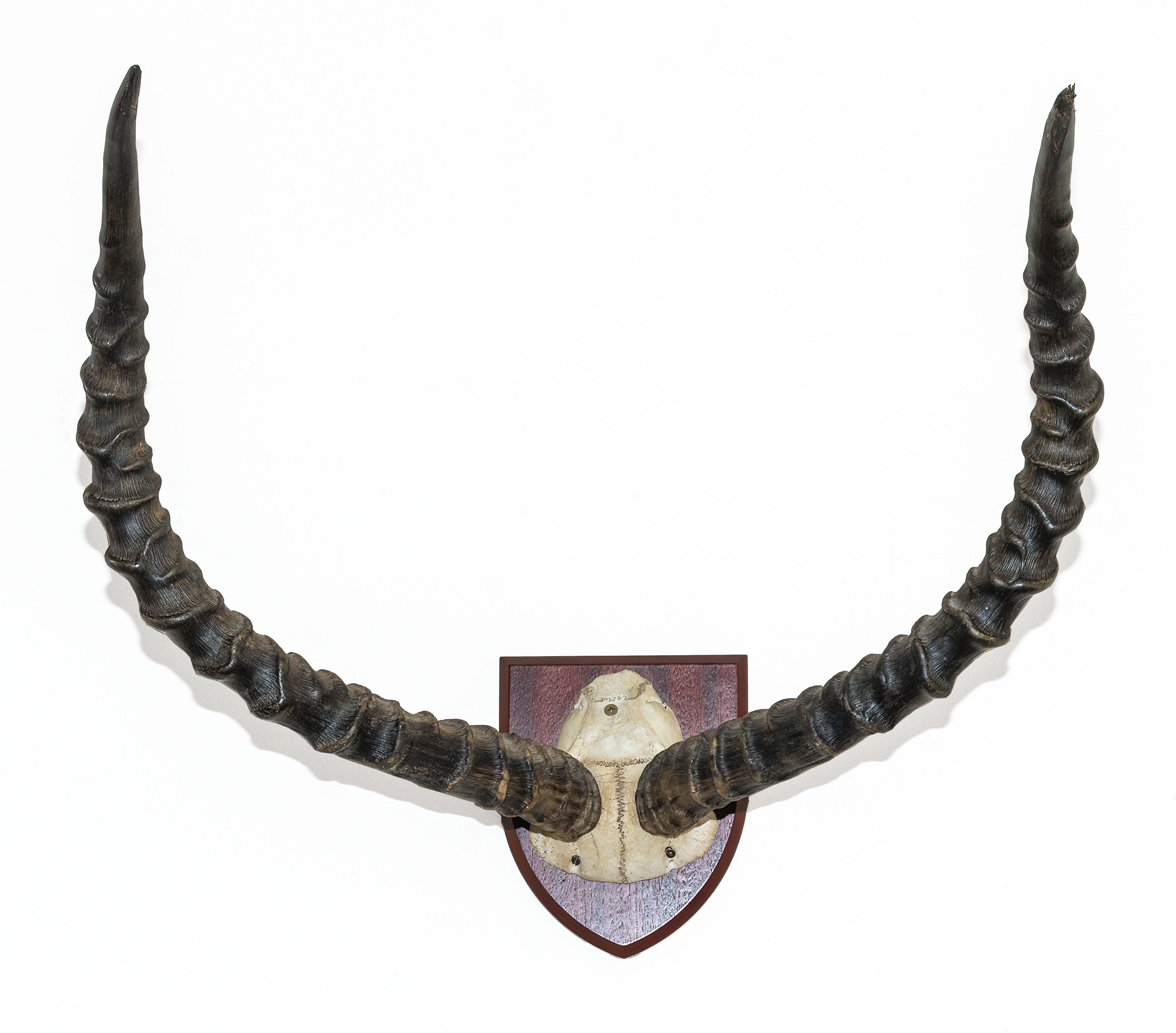 Mounted African Impala horns
