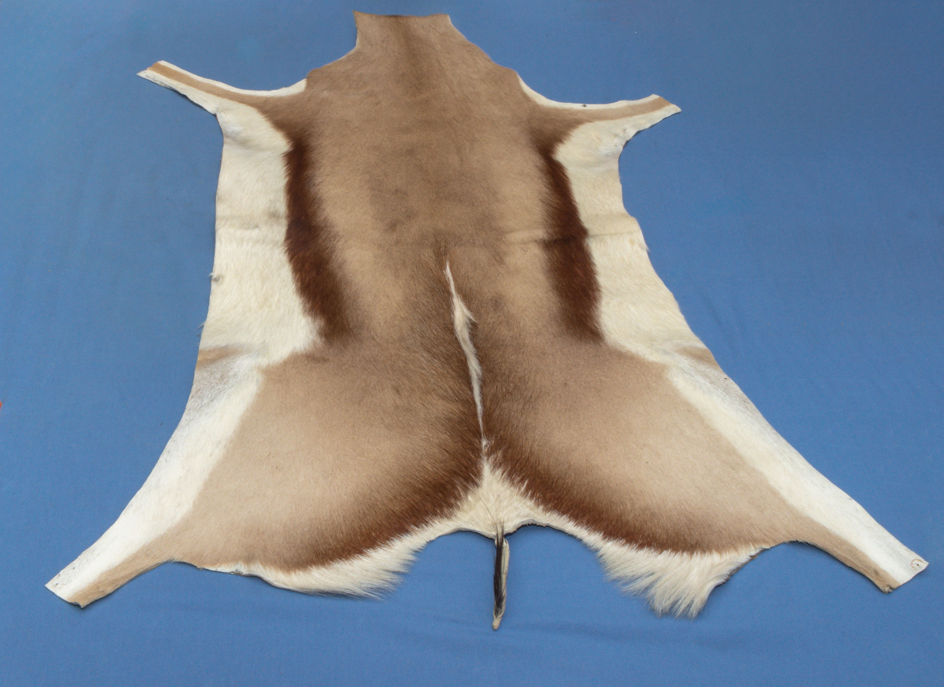 South African Springbok skin