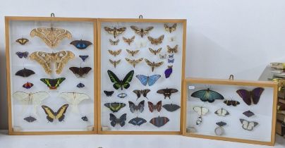 Three framed and glazed taxidermy butterflies to include 57 butterflies Location: