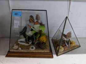 Taxidermy - five butterflies resting on shells, flowers and foliage displayed in a clear Perspex