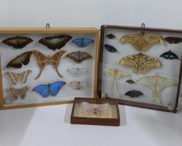 Three framed and glazed taxidermy butterflies to include 18 butterflies Location: