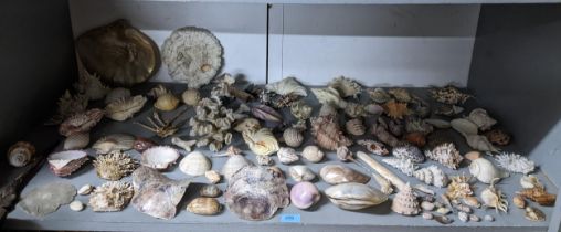 An interesting collection of seashells and corals to include Mussels, spider conch shells, cloth