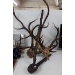 Four deer antlers, a treen stick, and an Irish Shillelagh. Location: A4B