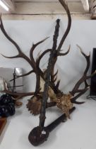 Four deer antlers, a treen stick, and an Irish Shillelagh. Location: A4B