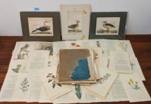 Prints to include ornithological studies plates and part of tableau encyclopedique et metodique