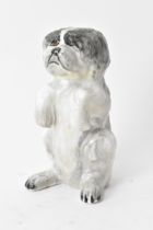 An early 20th century Derby Sampson Hancock model of a Shih tzu dog begging, circa 1935, painted
