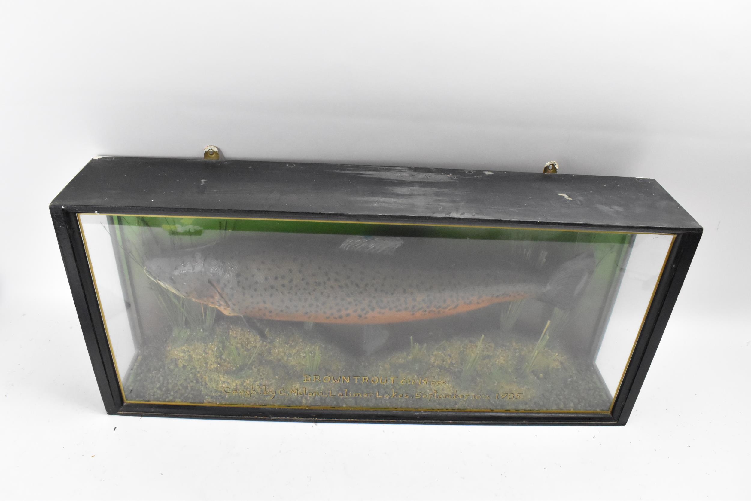 A Taxidermy brown Trout in an ebonized straight fronted case, set in a naturalistic setting, bearing - Image 5 of 6