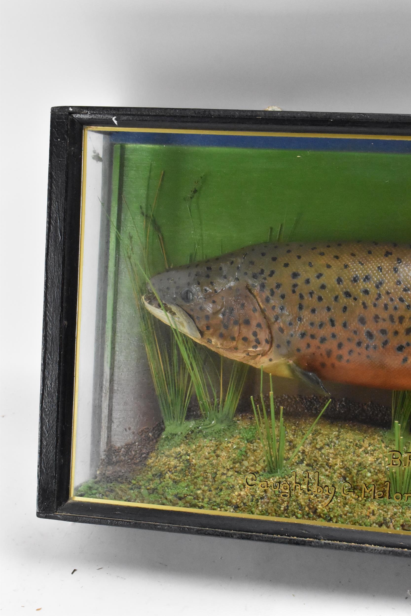 A Taxidermy brown Trout in an ebonized straight fronted case, set in a naturalistic setting, bearing - Image 4 of 6