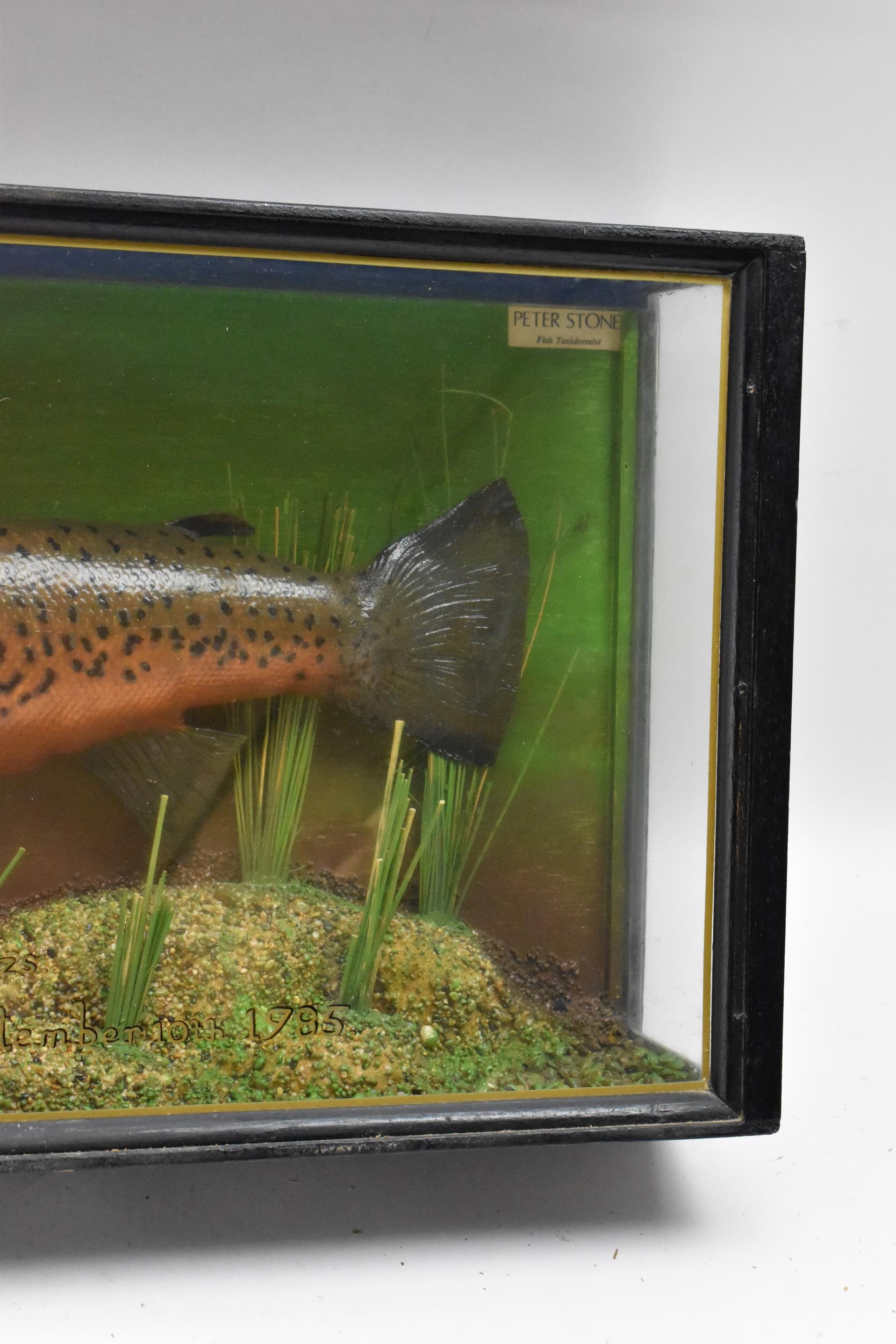 A Taxidermy brown Trout in an ebonized straight fronted case, set in a naturalistic setting, bearing - Image 2 of 6