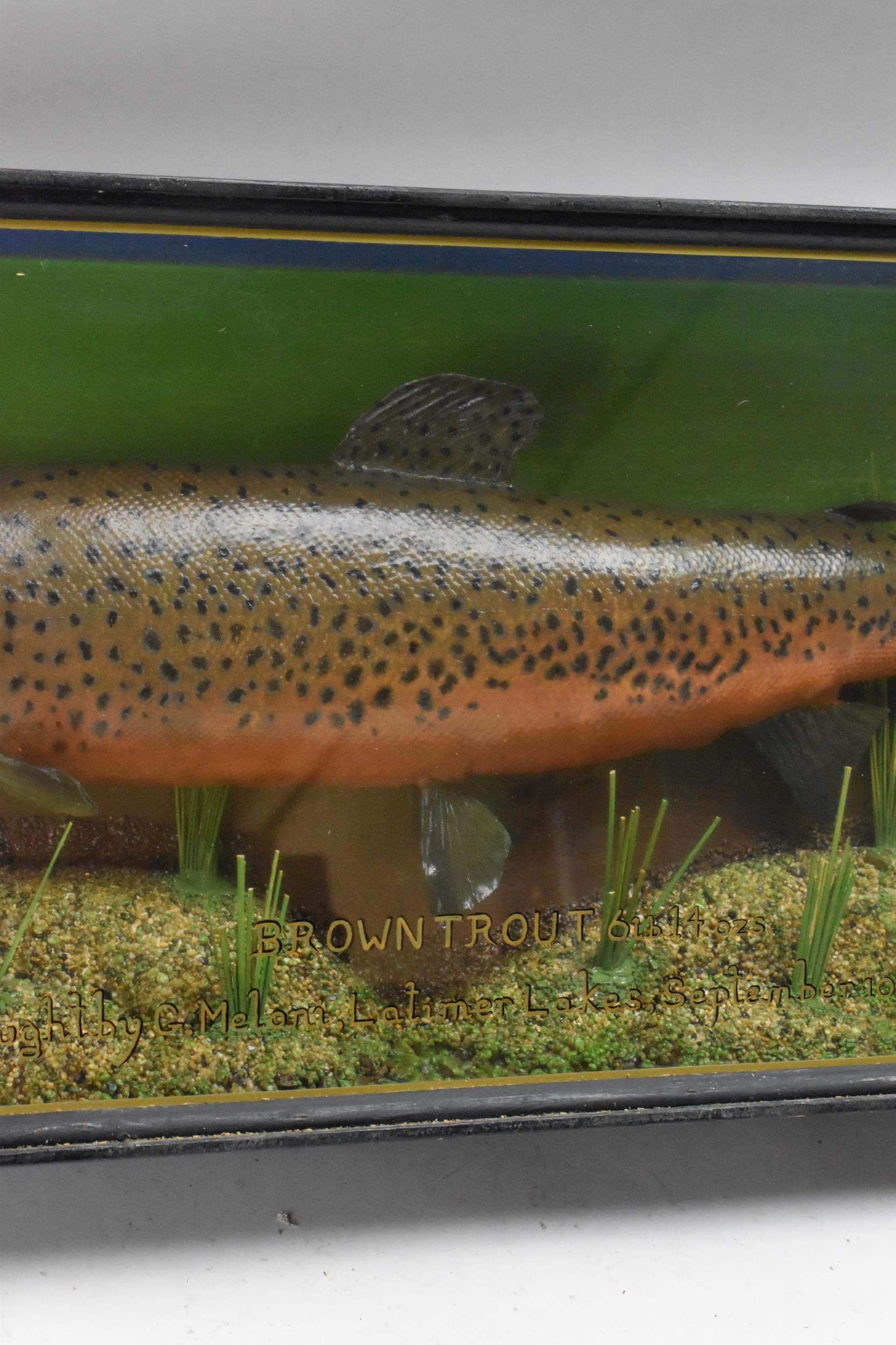 A Taxidermy brown Trout in an ebonized straight fronted case, set in a naturalistic setting, bearing - Image 3 of 6