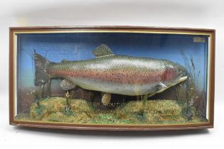 A Taxidermy Rainbow Trout in a bow fronted case, set in a naturalistic setting, bearing the catch