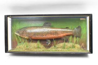 A Taxidermy brown Trout in an ebonized straight fronted case, set in a naturalistic setting, bearing