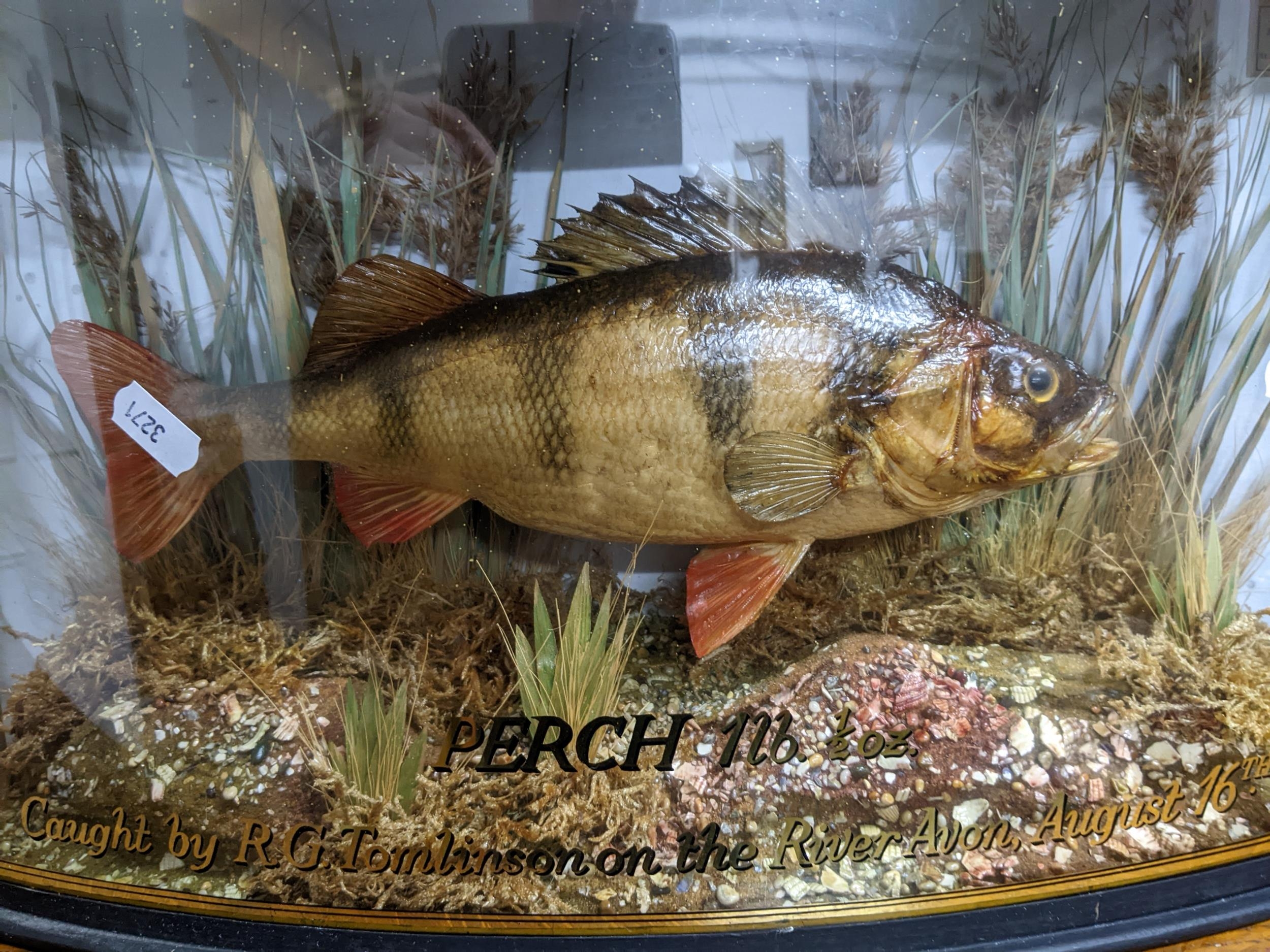 A taxidermi perch mounted in a naturalistic setting, in a glazed bow fronted, ebonized case, - Image 3 of 3