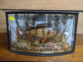A taxidermi perch mounted in a naturalistic setting, in a glazed bow fronted, ebonized case,