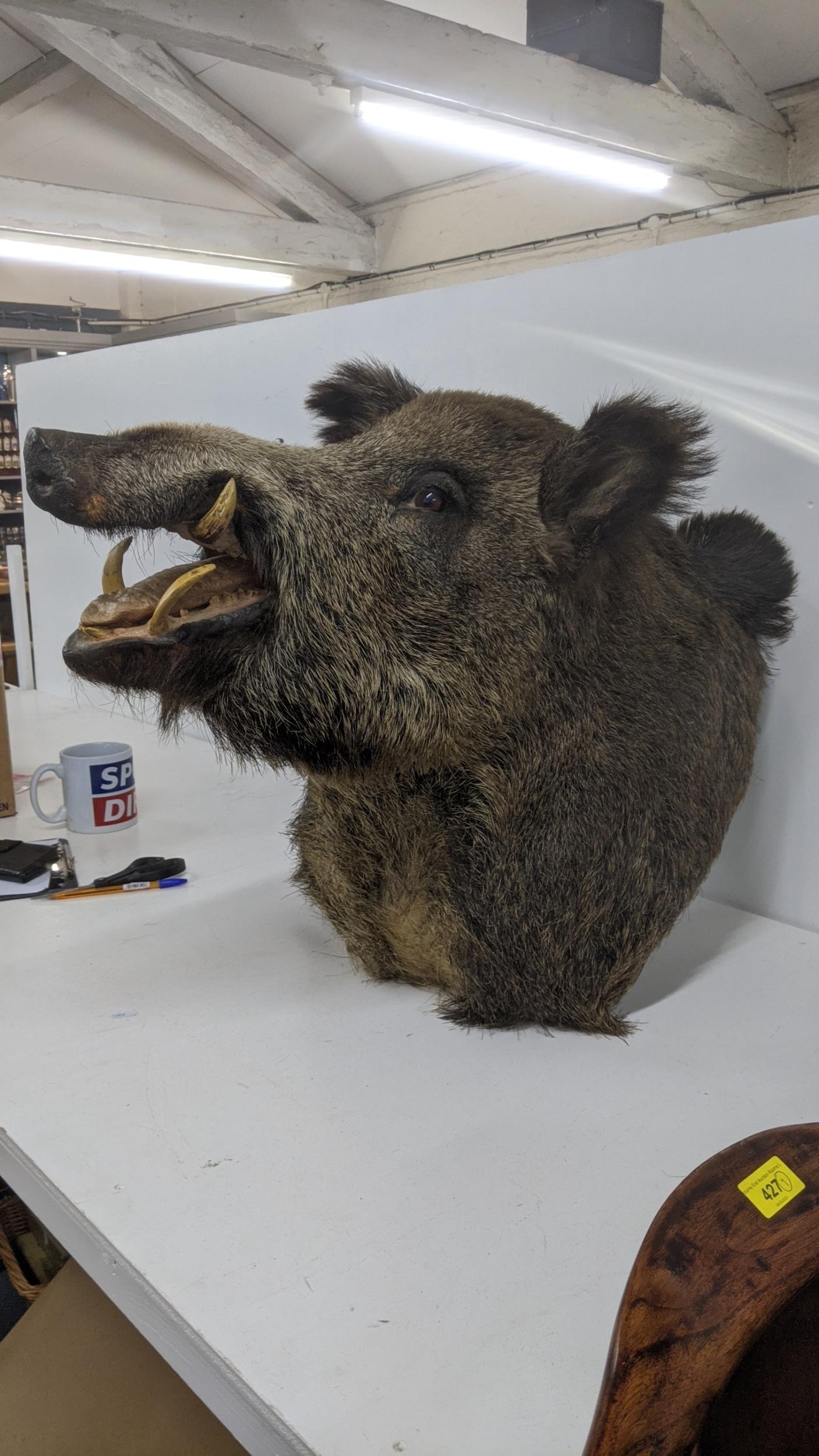 A taxidermy wall hanging boar's head with open mouth Location: If there is no condition report - Image 2 of 2