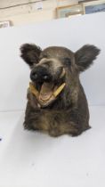 A taxidermy wall hanging boar's head with open mouth Location: If there is no condition report