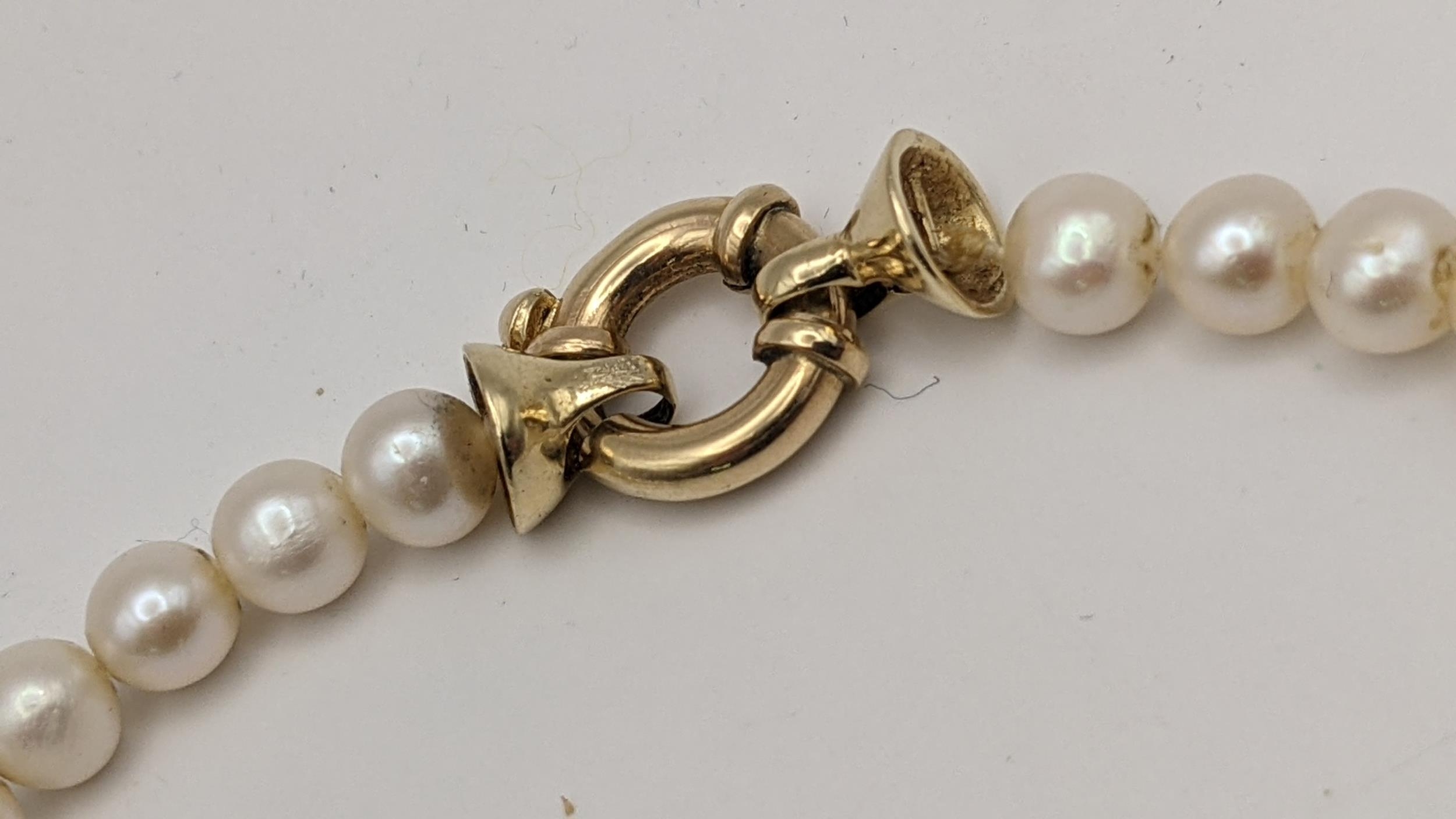 A yellow gold and cultured pearl single strand necklace with a bolt ring clasp, unmarked but tests - Image 3 of 3