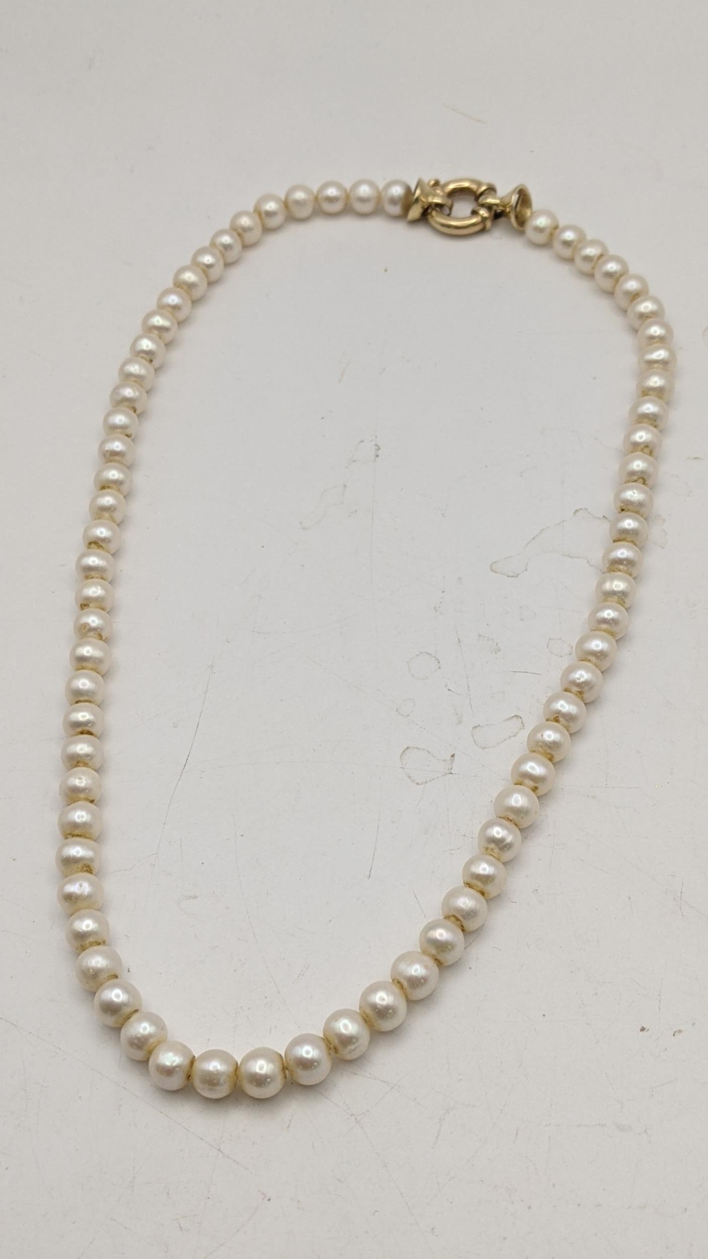 A yellow gold and cultured pearl single strand necklace with a bolt ring clasp, unmarked but tests - Image 2 of 3