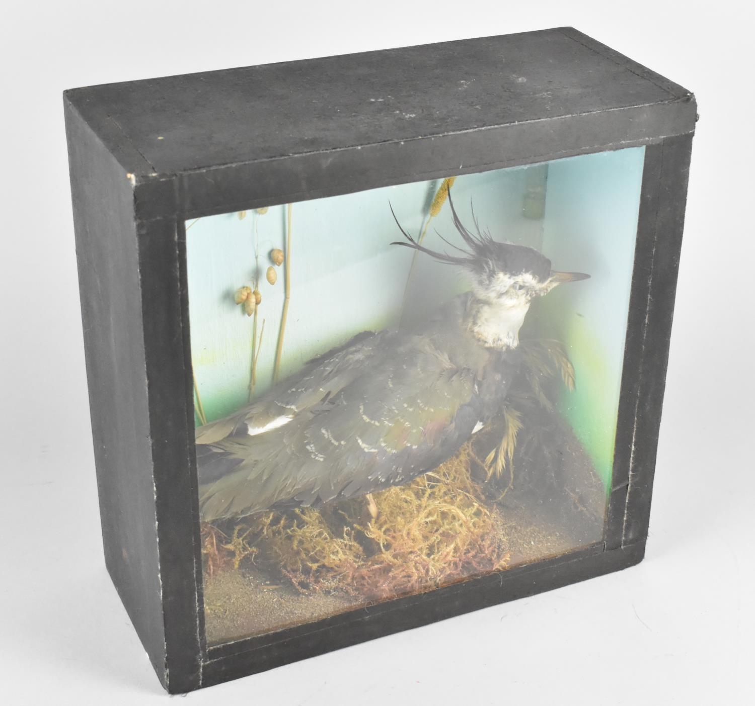 A Cased Taxidermy Study of a Lapwing in Naturalistic Setting, 30cms High - Image 2 of 2