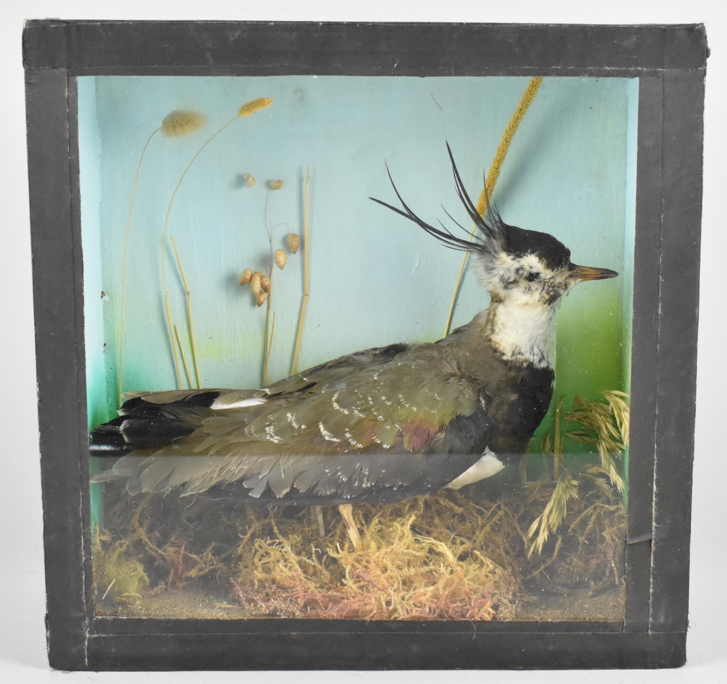A Cased Taxidermy Study of a Lapwing in Naturalistic Setting, 30cms High