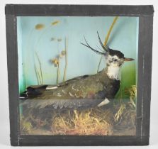 A Cased Taxidermy Study of a Lapwing in Naturalistic Setting, 30cms High