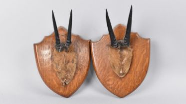 A Pair of Trophy Serow Antler on Shield Plinth Bases, 13x18cms High