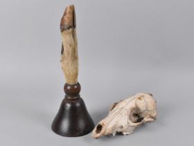 An Early 20th Century Deer Foot Handled Bell together with a Animal Skull