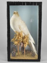 A Cased Taxidermy Dove in Naturalistic Setting, 33cms High