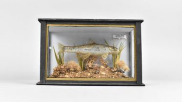 A Small Reproduction Taxidermy Fish, Gudgeon, by Trevor King Taxidermist, Reading, England (No 6/