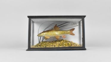 A Reproduction Taxidermy Study of a Fish, by Trevor King, Taxidermist, Reading, England, 20x9x12.