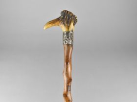 A Late Victorian/Edwardian Walking Stick with Bone Handle and Sheffield Plated Collar with Folate