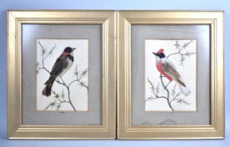A Pair Late 19th/20th Century Spanish Bird Watercolours, Titled 'Sorzal' and 'Gorrion', both well