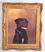 An Ornate Gilt Framed Print of a Labrador, 39x49cm