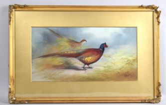 A Gilt Framed Watercolour Depicting Cock and Hen Pheasants, Signed B Austin 1914, 40x20cms