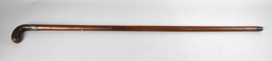 A Vintage Malacca Sunday Morning Golf Stick with Horn Handle and Silver Band