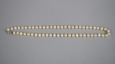 A Single Row Matched Pearl Necklace with 18ct Gold White Metal Clasp, (In Need of Restringing)