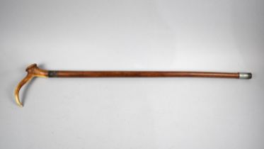 A Vintage Malacca Walking Stick with Stag Horn Handle