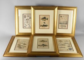 A Set of Six Gilt Framed Book Plates Relating to Angling, Fish and Lures, Each 20x13cm Observable