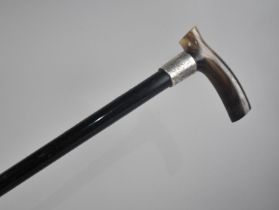 A late Victorian Ebonized Ebony Walking Cane with Horn Handle and Engraved Silver Collar, Hallmarked