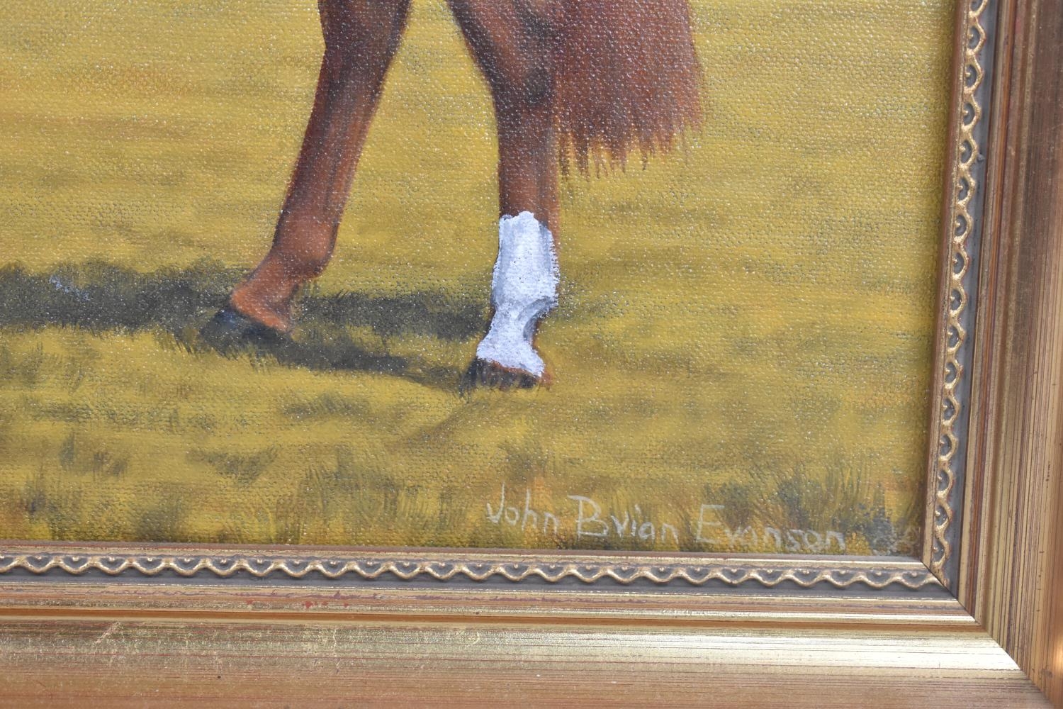 A Framed Oil on Canvas Depicting Chestnut Horse, Signed John Brian Evanson, 39x29cms - Image 2 of 2
