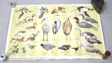 A Collection of Various RSPB Bird Posters