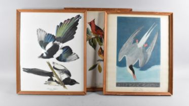 A Set of Three Modern Bird Prints, Each 34x41cms