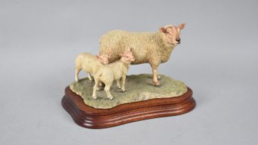 A Boxed Border Fine Arts Limited Edition Charollais Ewe and Lambs Group, No 552/750 by Ray Ayres