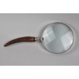 A Silver Banded Antler Handled Desktop Magnifying Glass, Hallmarked H.A Sheffield 1907, 29cms Long